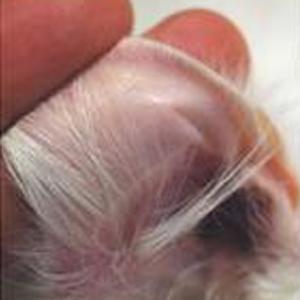Caninsulin.com Dog ear