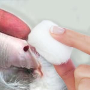Caninsulin.com Dog ear testing blood