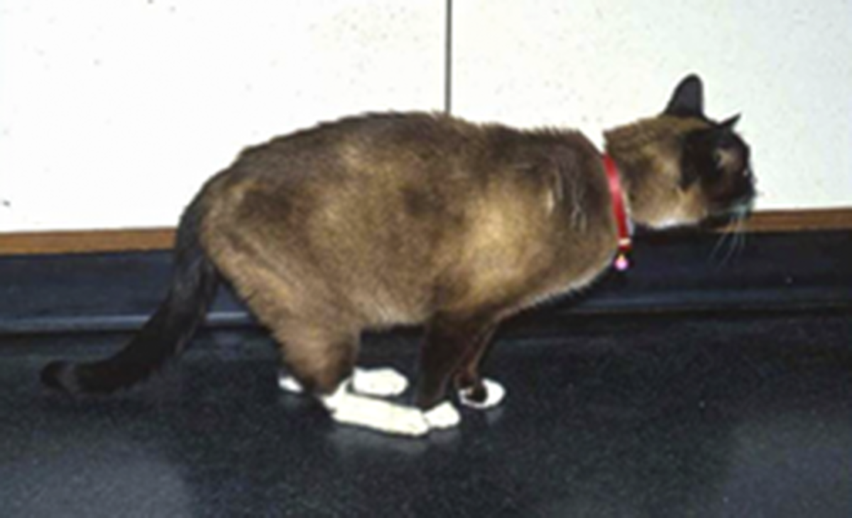 Caninsulin.com Peripheral neuropathy complication of feline diabetes 
