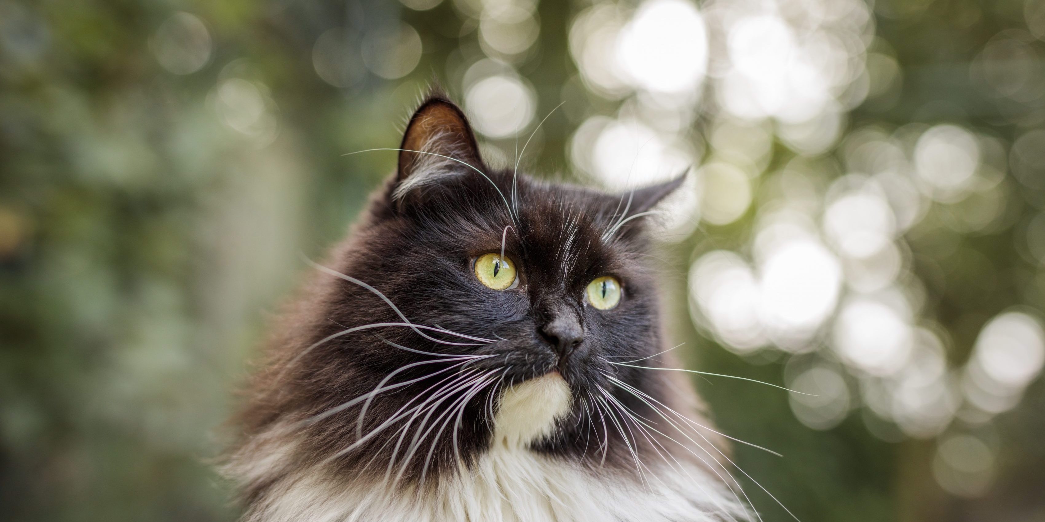 Caninsulin.com cat outside