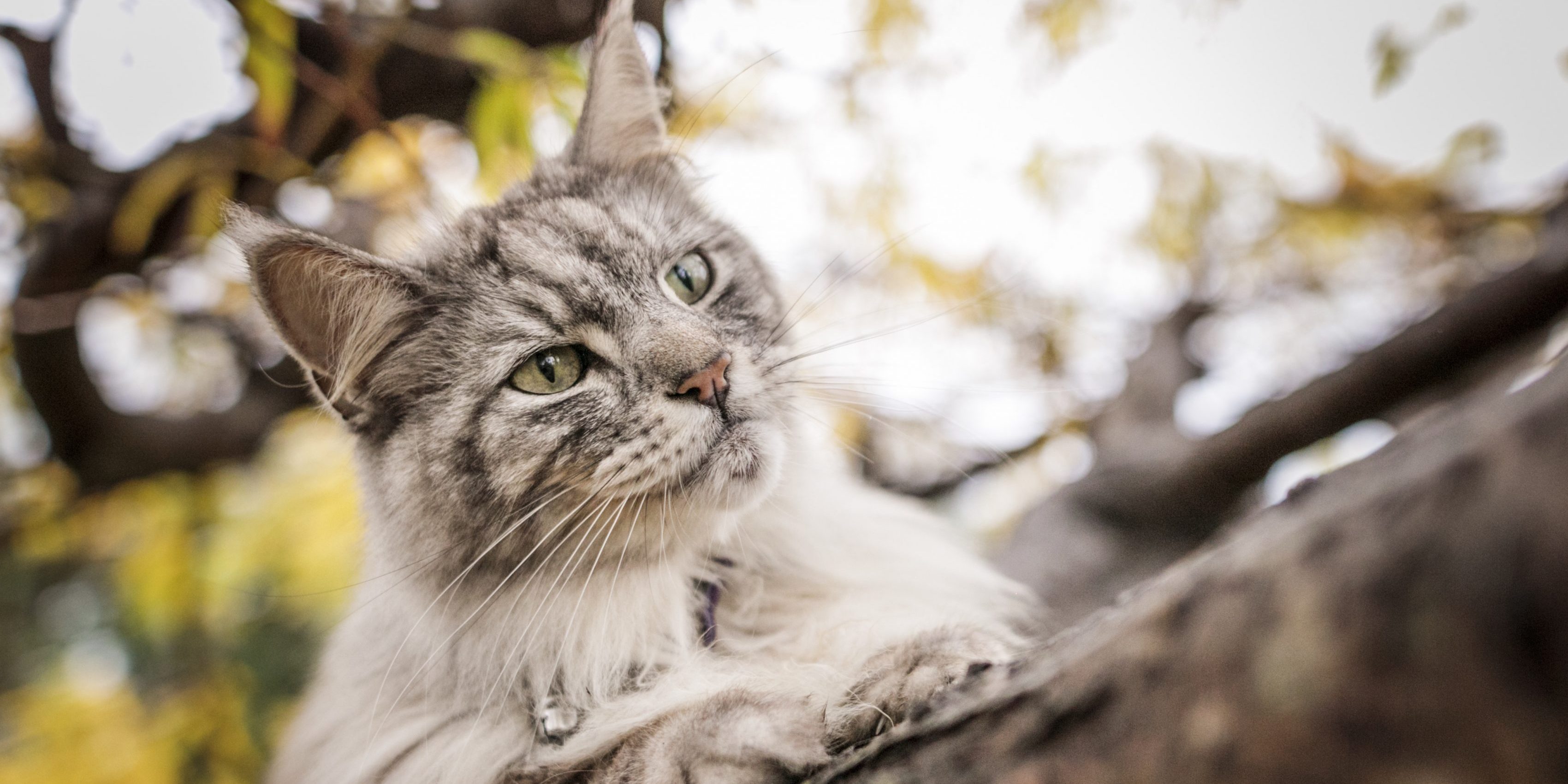 Caninsulin.com cat outside on a tree limb