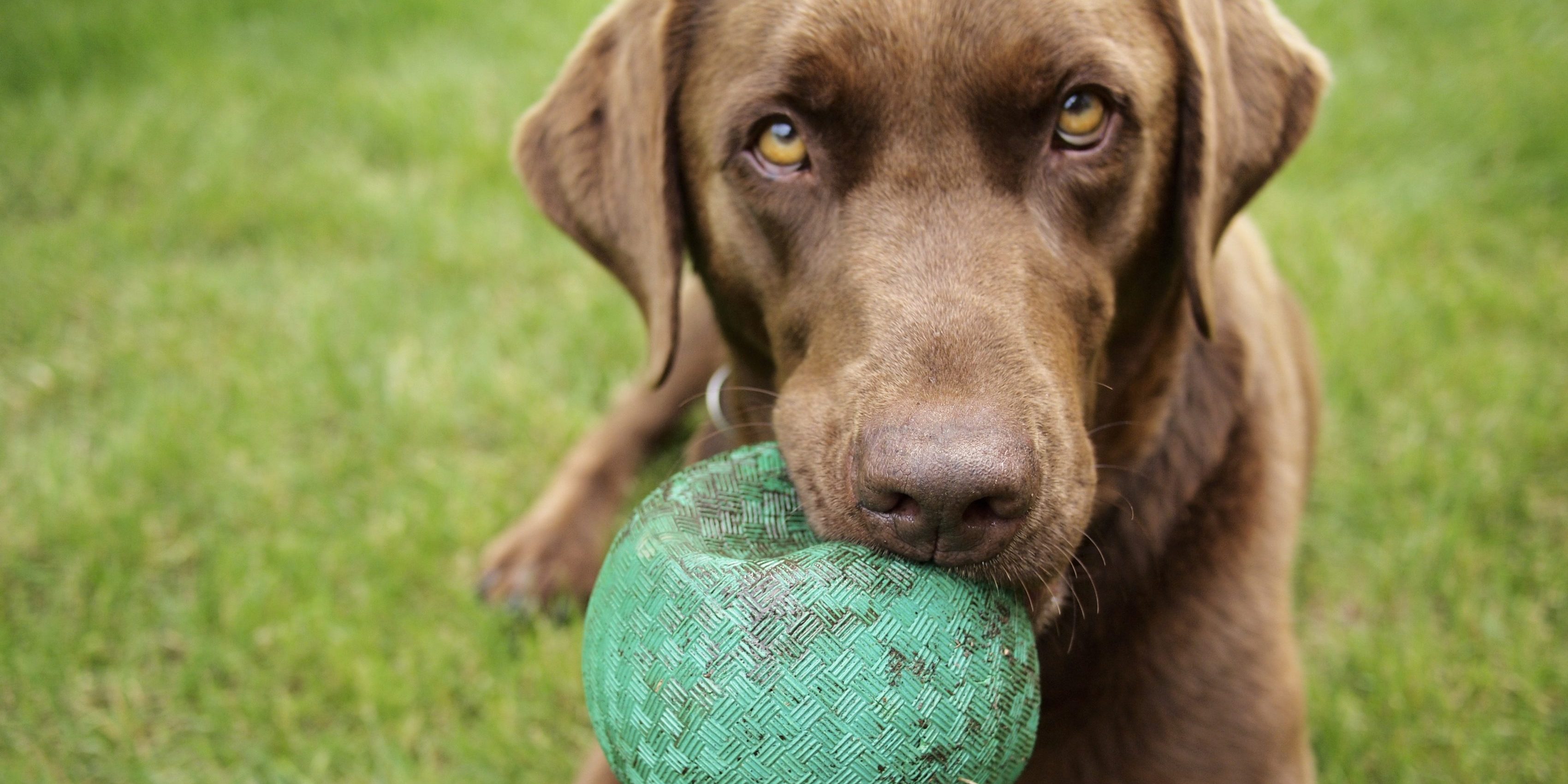Caninsulin.com A Chocolate Labrador holds a Green Ball