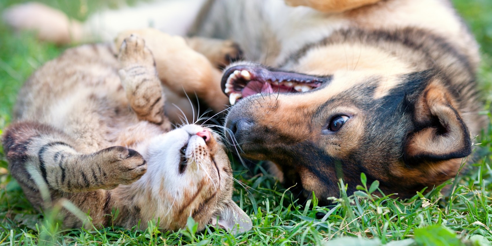 Caninsulin.com cat and dog playing in grass outside