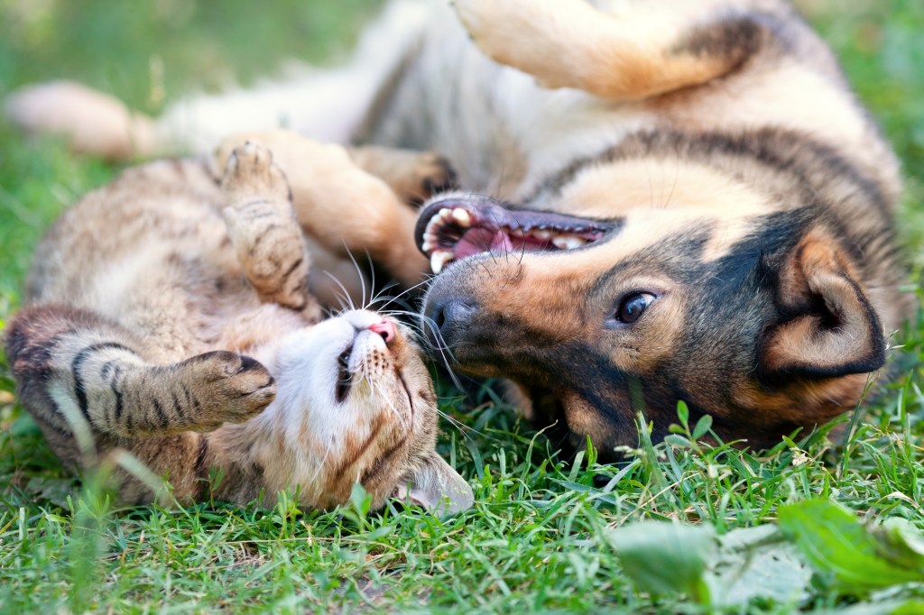 Caninsulin.com dog and cat laying in field of grass