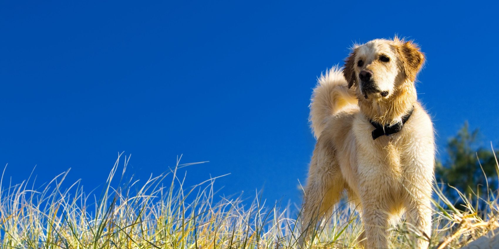 Caninsulin.com Golden retriever in the grass