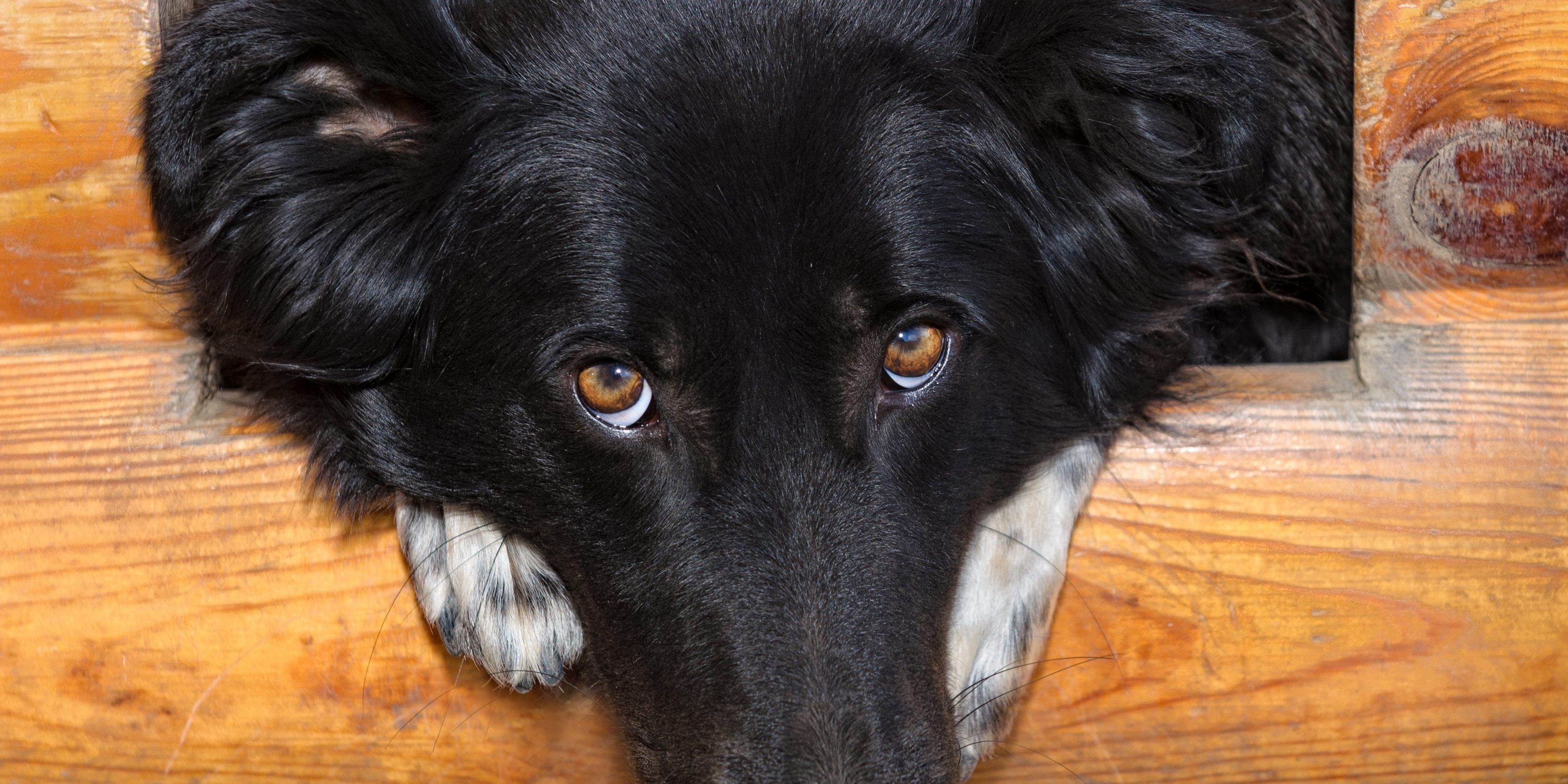 Black Dog Peeking Up with Sad Eyes