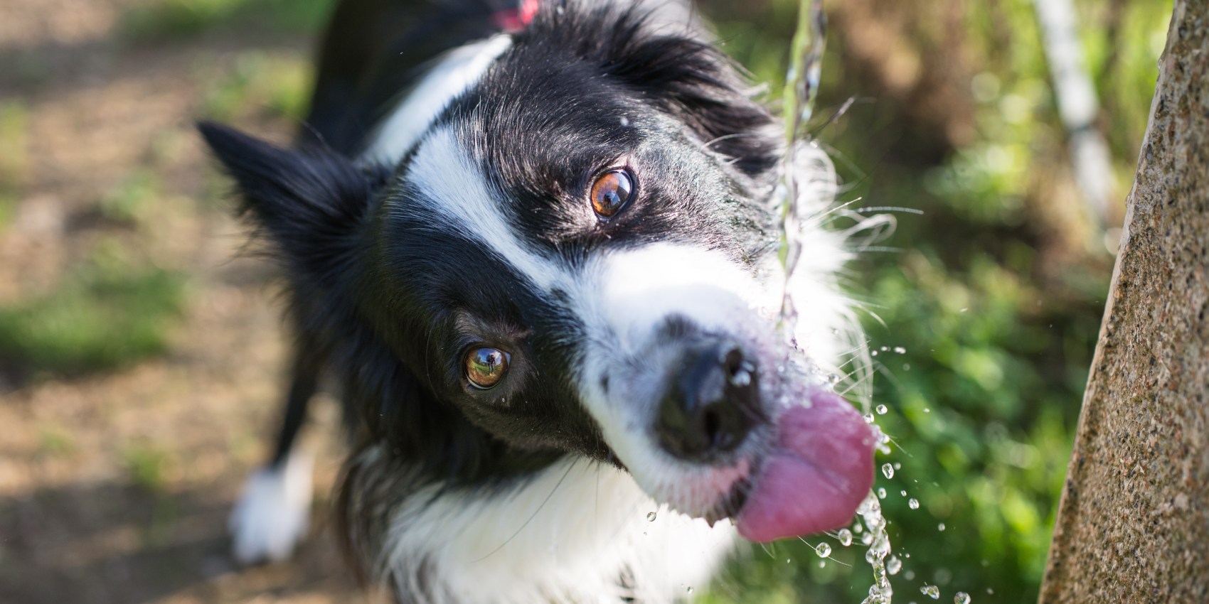 Caninsulin.com dog drinking water