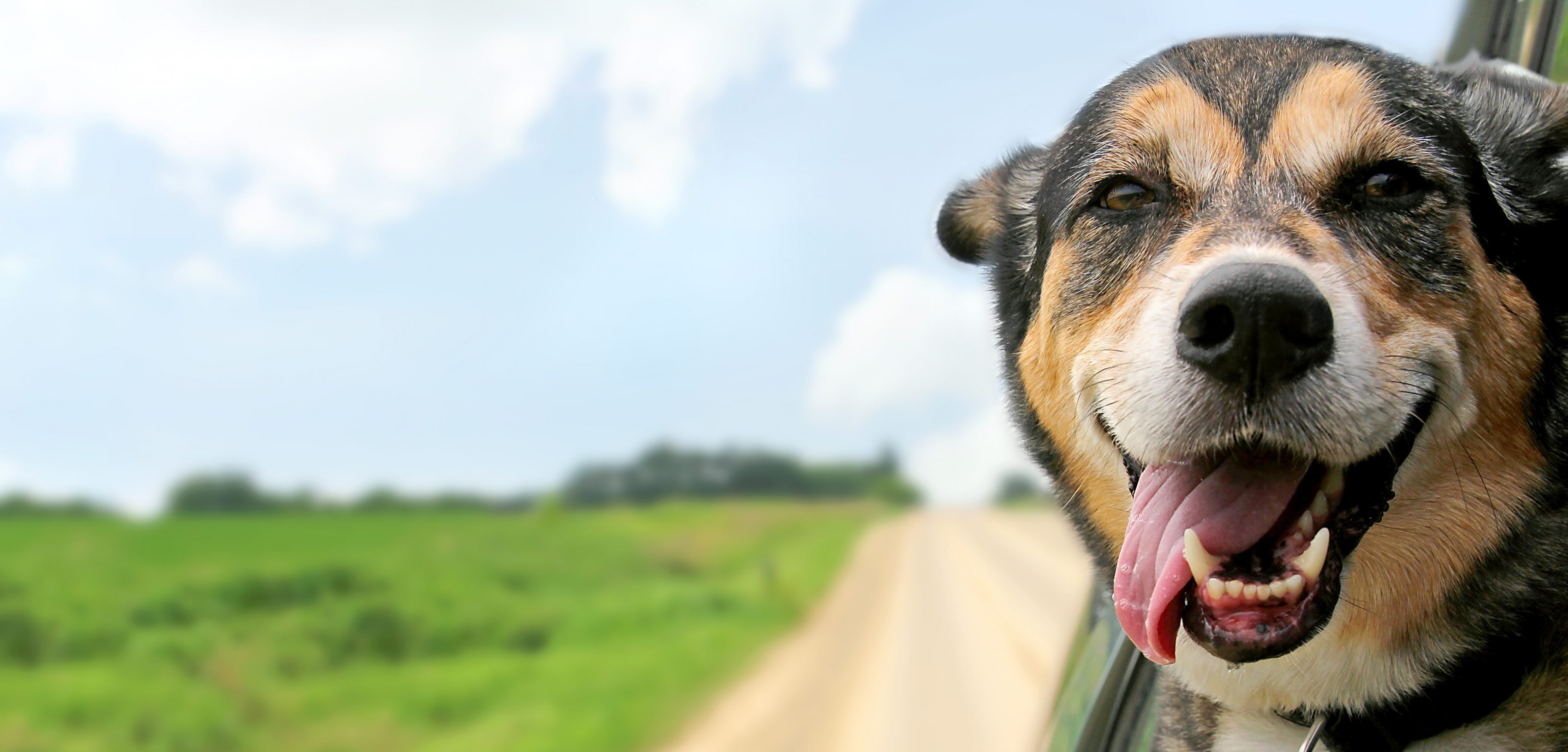 Caninsulin.com German Shepherd Dog Sticking Head Out Driving Car Window