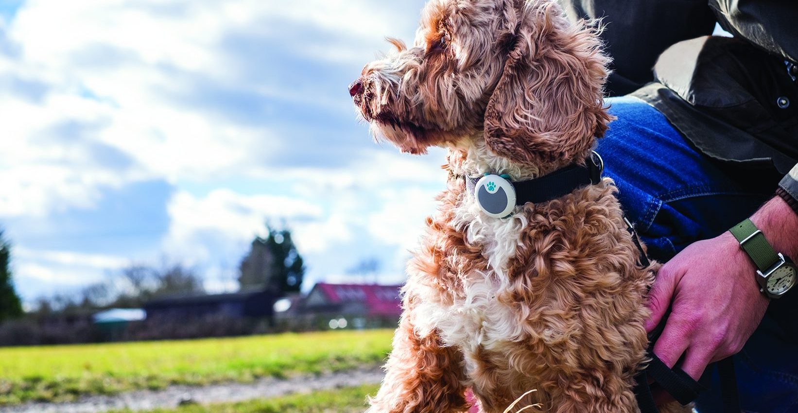 Caninsulin.com dog sure petcare animo collar