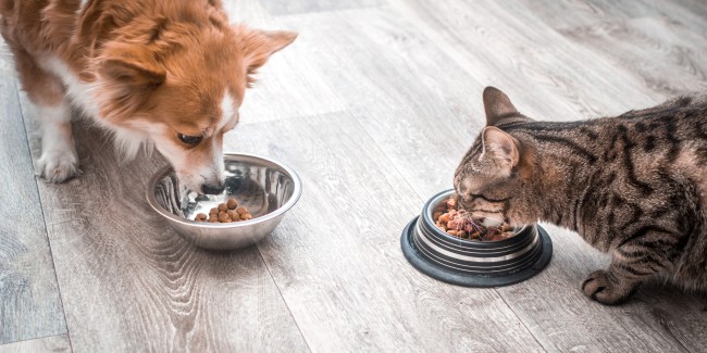 Caninsulin.com dog and cat eating