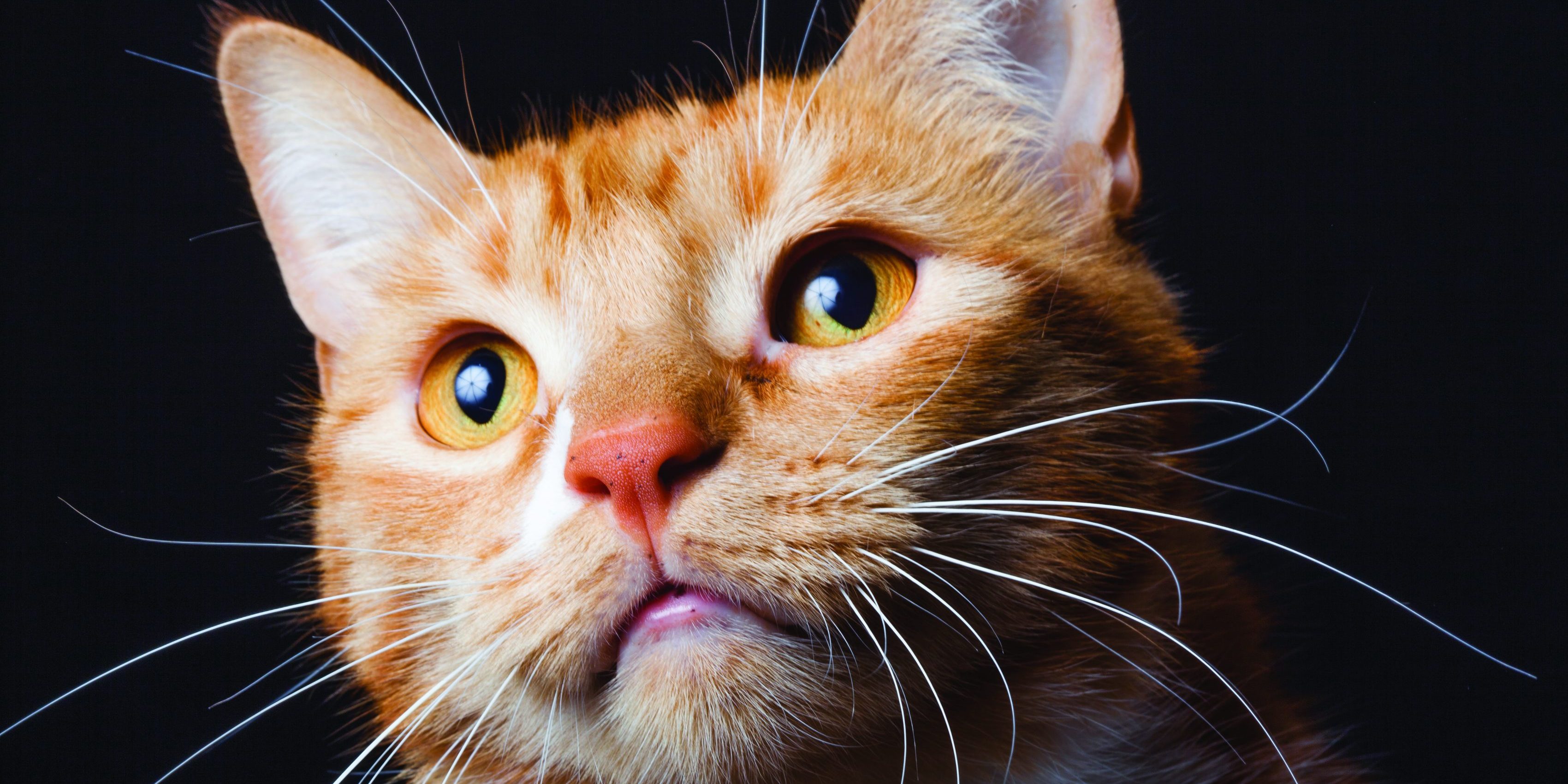 Caninsulin.com Red Cat