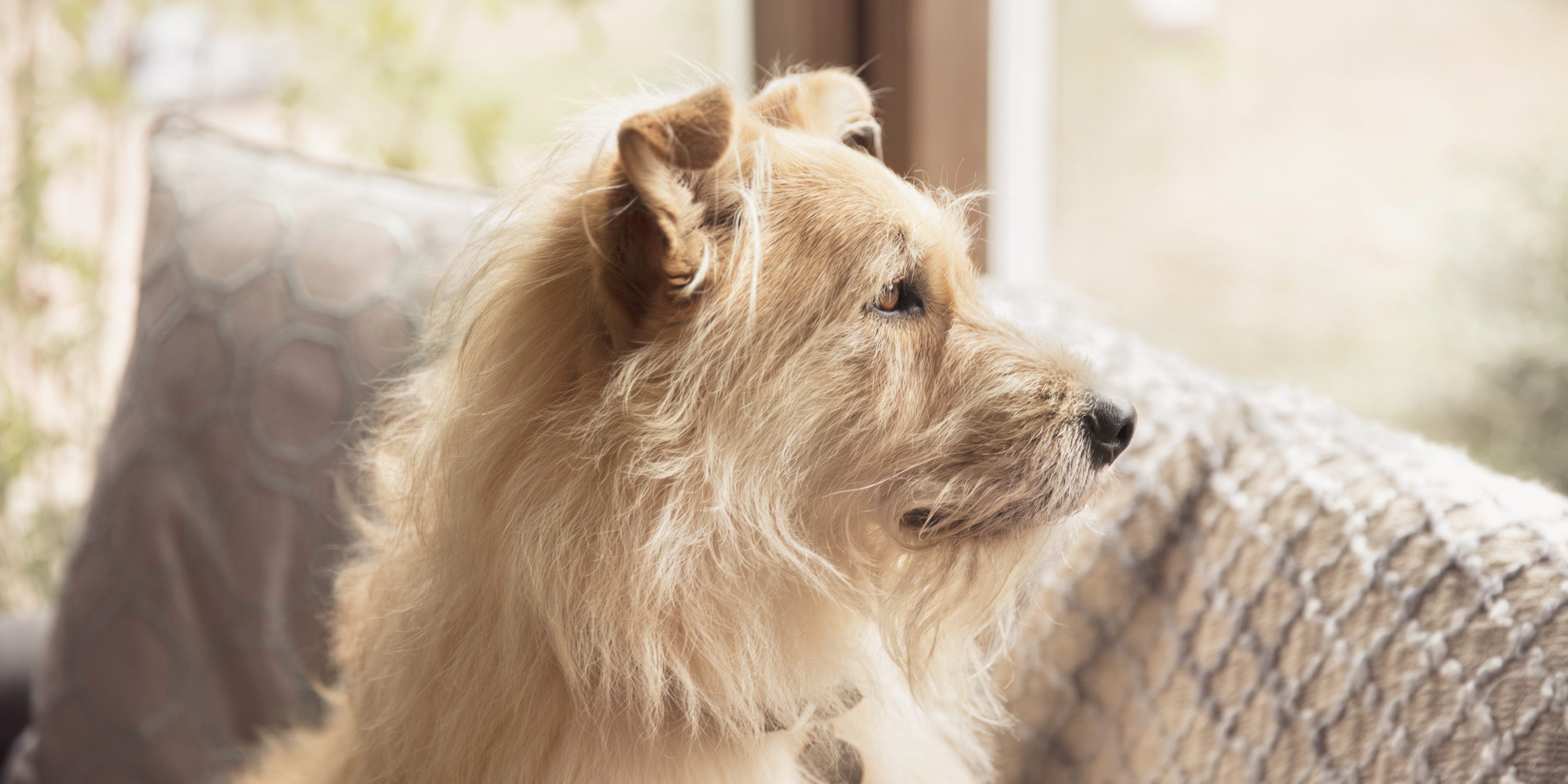 Caninsulin.com dog on sofa looking out the window