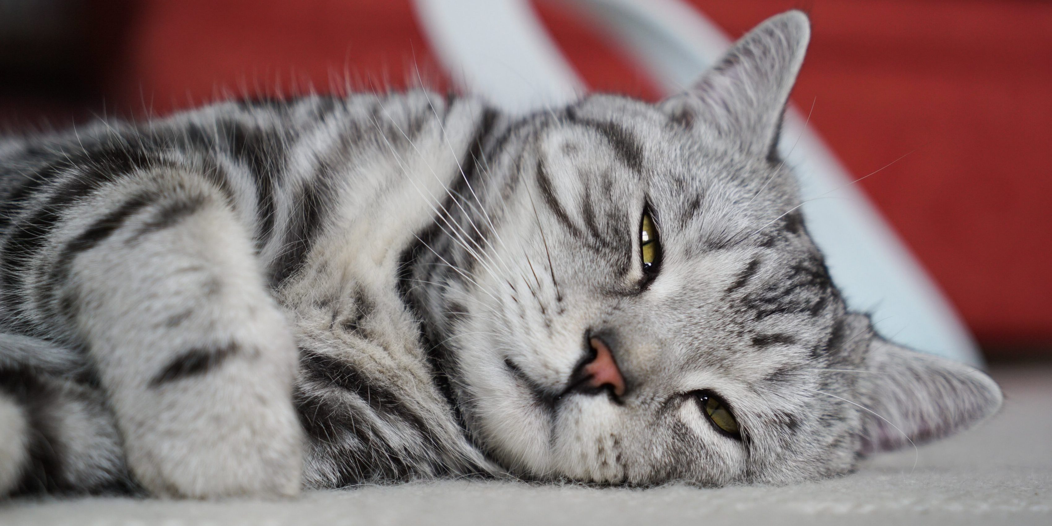 Red Cat laying down