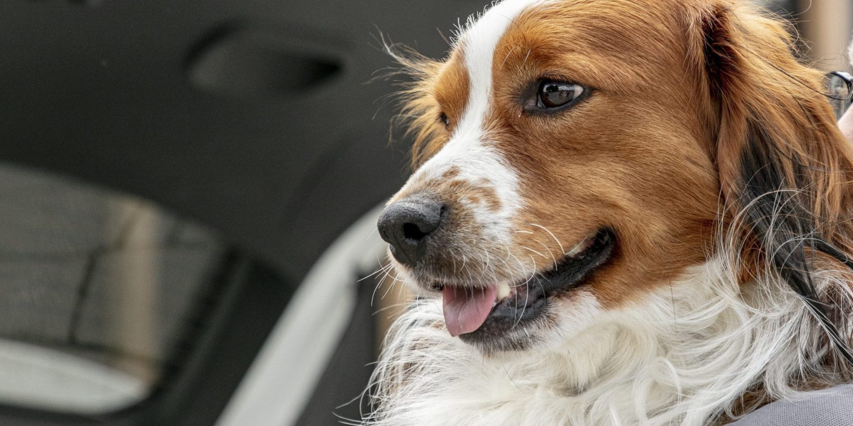 Caninsulin.com dog Vet Recovery