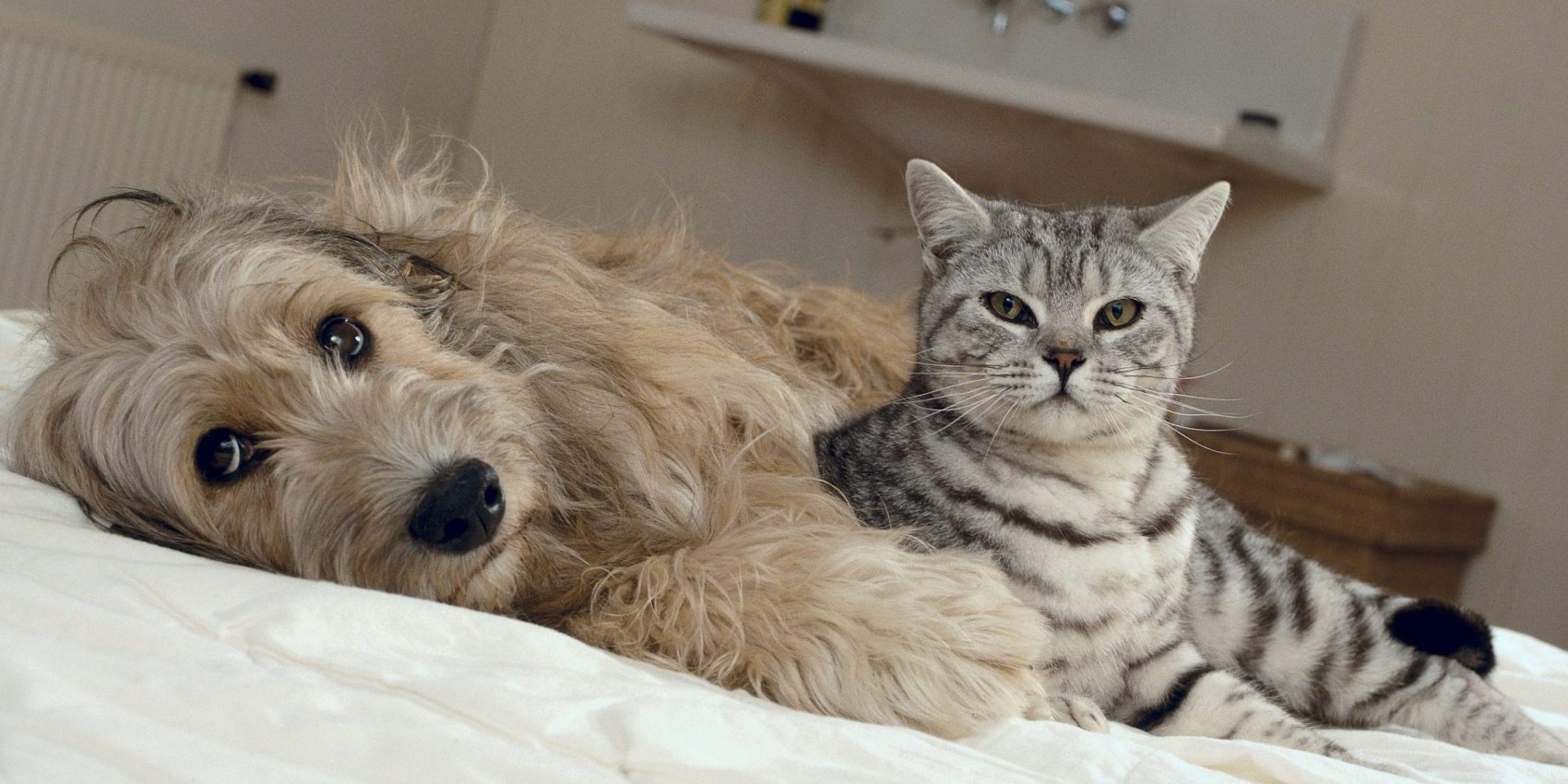 Caninsulin.com dog and cat on bed