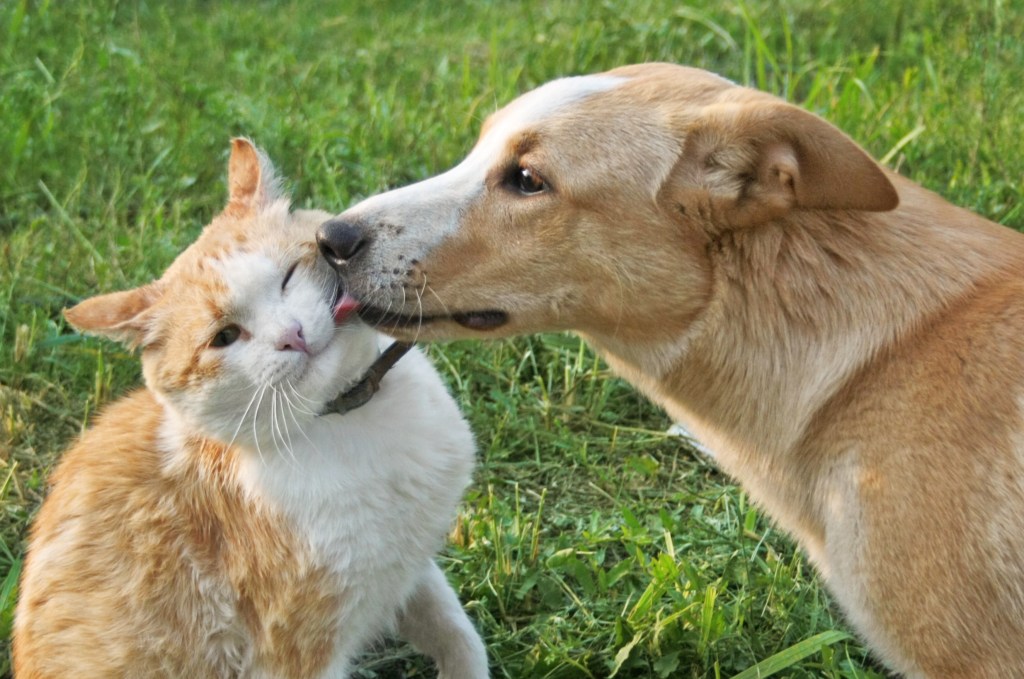 Caninsulin.com dog licking cat