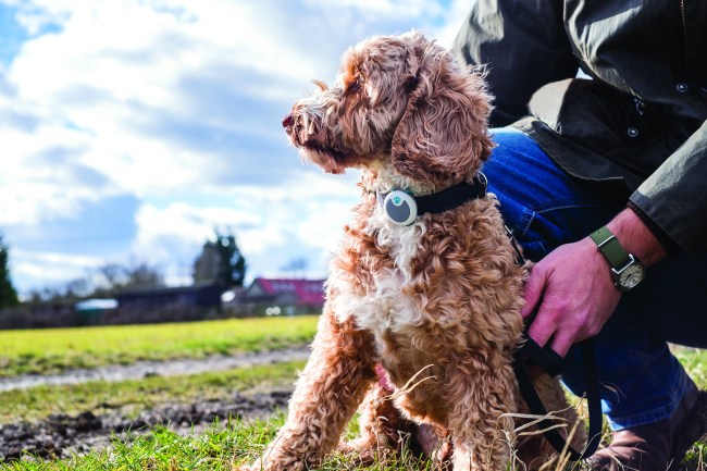 Caninsulin.com dog using Sure PetCare Animo collar