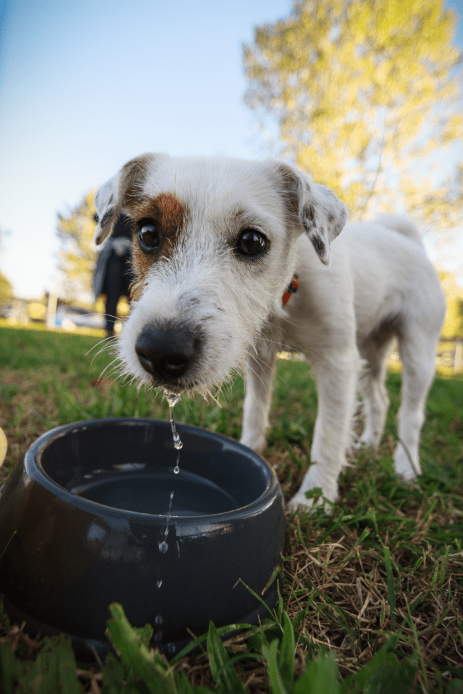 Caninsulin.com dog drinking water