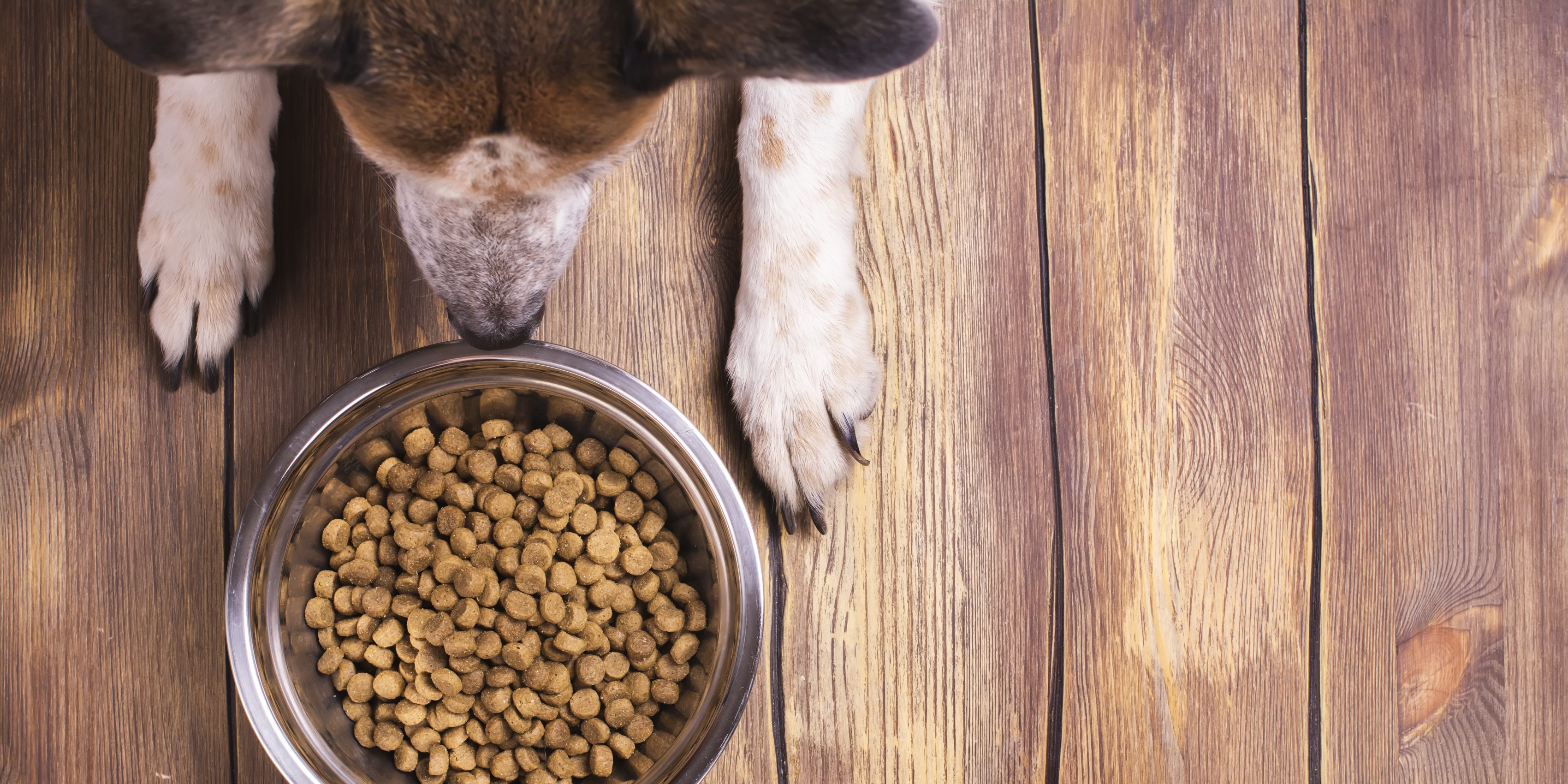 Bowl of dry kibble dog food and dog's paws