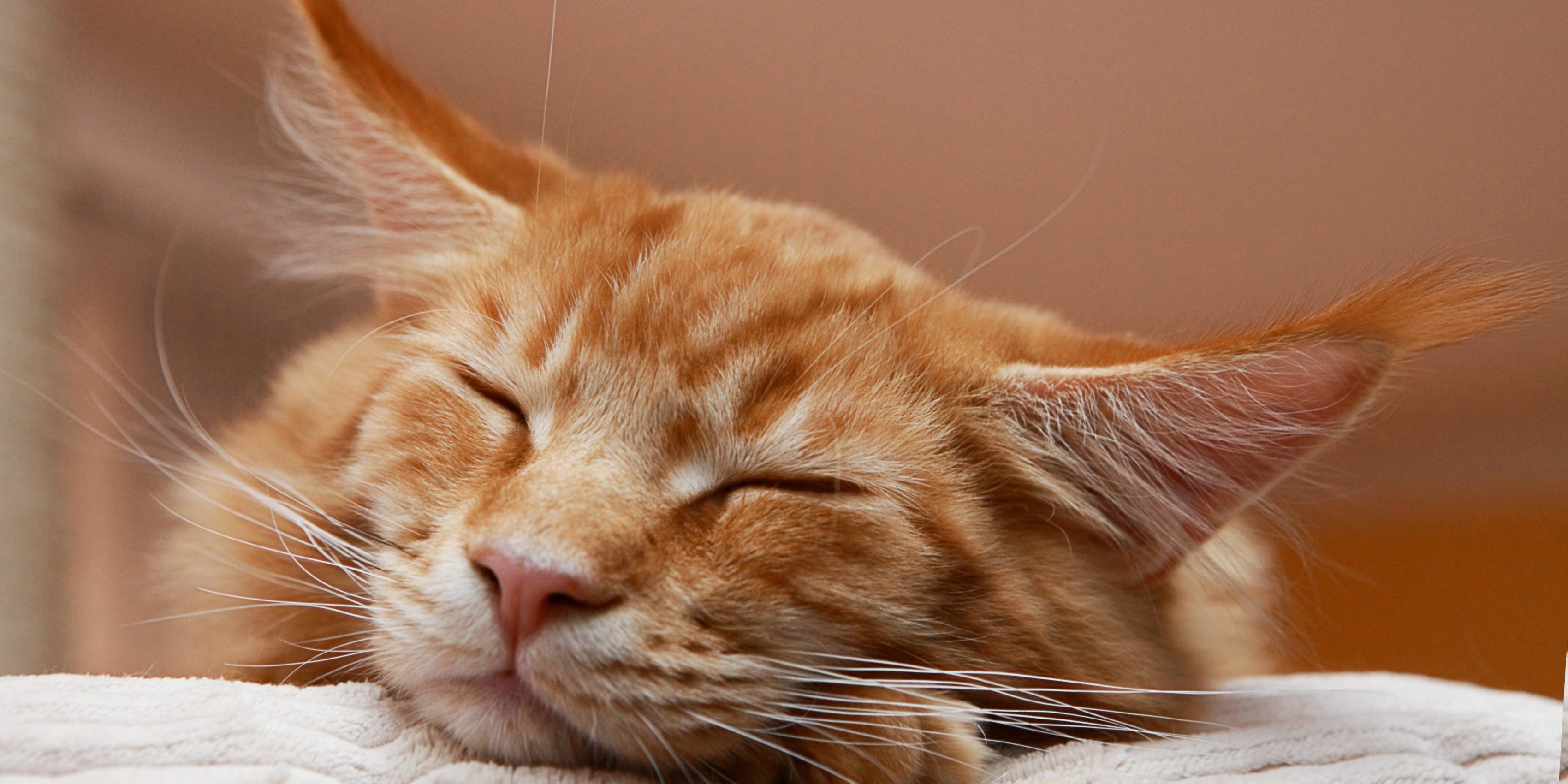 Caninsulin_Sleeping_Orange_Cat